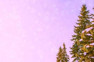 forêt d'hiver gelée avec des arbres couverts de neige. photo