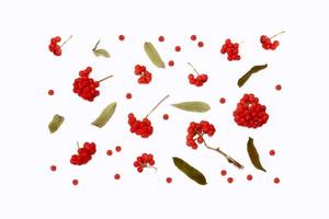 bouquets de baies de sorbier rouge photo