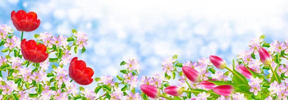 fleurs de printemps aux couleurs vives photo