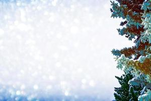 forêt d'hiver gelée avec des arbres couverts de neige. photo