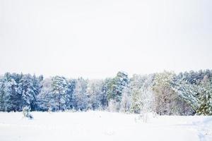 forêt d'hiver gelée avec des arbres couverts de neige. photo