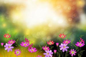 fleurs cosmos colorées sur fond de paysage d'été. photo