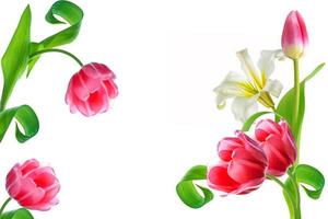 fleurs de printemps tulipes et lys photo