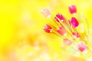 fleurs de printemps aux couleurs vives photo