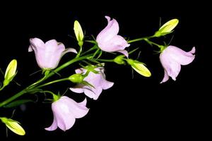 fleurs de cloche lumineuses isolées sur fond noir. photo