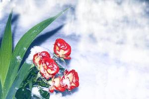 fleurs fraîches dans la neige. rose gelée. photo