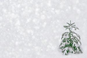 forêt d'hiver gelée avec des arbres couverts de neige. photo