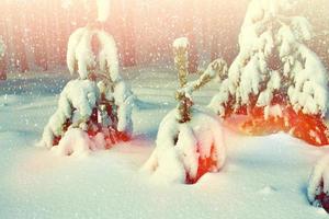 forêt d'hiver gelée avec des arbres couverts de neige. photo