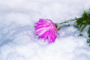 beaux chrysanthèmes roses dans la neige et le gel dans le jardin d'hiver. photo