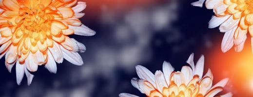 fleurs de chrysanthème sur fond de paysage d'automne photo