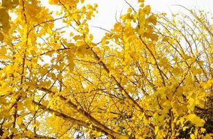 Feuilles de ginkgo biloba jaune en automne sur fond blanc photo