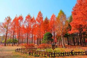 arbres à feuilles rouges dans le parc d'automne de l'île de nami, corée du sud photo