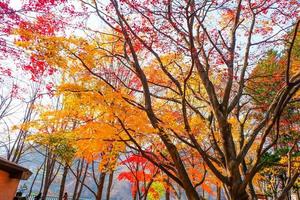 feuilles d'érable rouge et branche dans les arbres de l'environnement naturel par une belle journée d'arrière-plan. photo