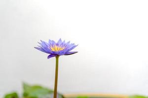 floraison pourpre violet, lotus rose et jaune. photo