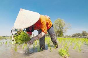 les agriculteurs asiatiques cultivent du riz dans la rizière locale - les moyens de subsistance des agriculteurs locaux dans le concept de plantations rurales agricoles de riz photo