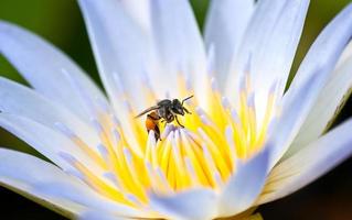 fleur de lotus avec des abeilles jumelles photo