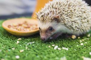 Porc-épic nain mangeant de la nourriture dans un jardin verdoyant photo