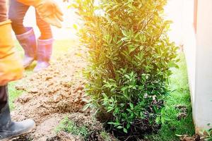 jardinier s'apprêtant à planter des arbres - l'entreprise de services de décoration d'arbres et de jardinage photo