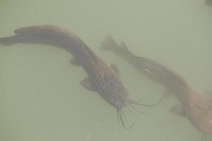 le poisson-chat nage dans un lac et un marais en israël photo