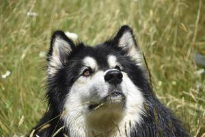 chien husky noir et blanc levant les yeux photo