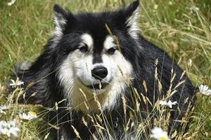chien husky regardant à travers les hautes herbes en été photo
