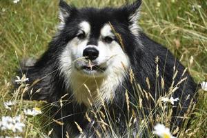 Doux chien husky hirsute se reposant dans les fleurs sauvages photo