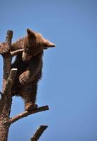 Mignon jeune ourson noir brun dans un arbre photo