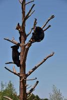 trois oursons espiègles dans un arbre photo