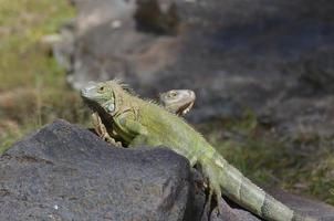 paire d'iguanes sur les rochers photo