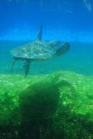 tortue de mer nageant dans l'océan photo