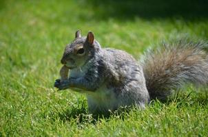 adorable écureuil gris dans une zone herbeuse photo