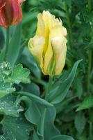 bouton floral de tulipe à rayures jaunes et vertes photo