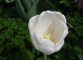 magnifique fleur de tulipe blanche en fleurs au printemps photo
