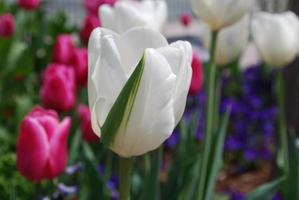 Tulipe blanche avec une bande verte dans un jardin photo