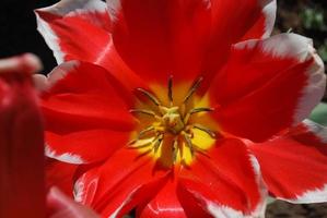 magnifique tulipe rouge fleurie avec un centre jaune photo