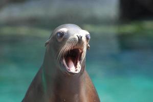 lion de mer avec sa bouche grande ouverte photo