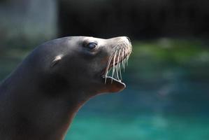 profil d'un lion de mer avec sa bouche ouverte photo
