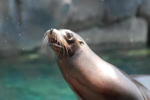 lion de mer avec de l'eau pulvérisée alors qu'il secoue photo