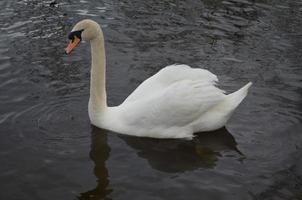 incroyable cygne blanc de natation avec des gouttes d'eau photo