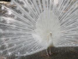 paon blanc avec ses plumes déployées photo