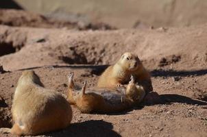 chien de prairie exécutant la RCR sur son copain photo