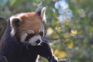 magnifique chat-ours rouge photo