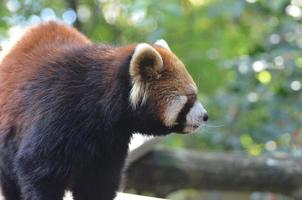 panda rouge chinois photo