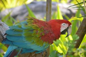 Ara rouge perché dans un arbre tropical photo