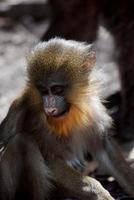 joli visage d'un bébé singe mandrill à l'état sauvage photo