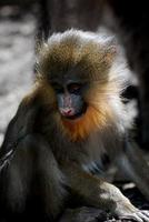 visage vraiment doux d'un bébé singe mandrill photo