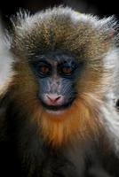 visage précieux d'un adorable bébé singe mandrill photo