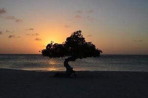 des eaux tranquilles au coucher du soleil et un arbre divi divi photo