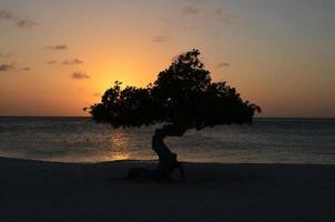 arbre divi divi silhouetté à aruba photo