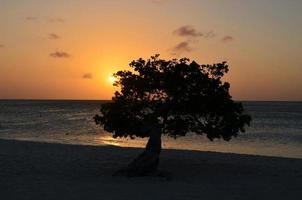 paysage marin au coucher du soleil avec un arbre silhouetté photo